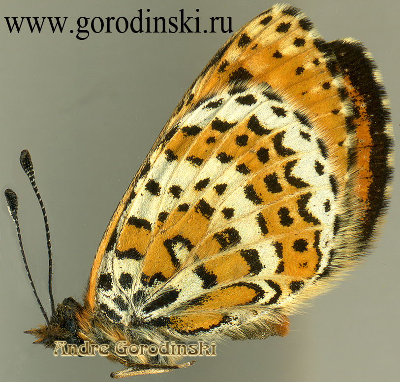 http://www.gorodinski.ru/nymphalidae/Melitaea agar.jpg